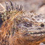 ....with their nose they separate the salt....