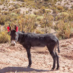 ...und herzige Esel...