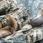 ...dieser Nationalpark hat ganz viele See-Löwen...