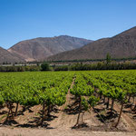 ...das ganze Elqui-Tal sind Weingärten.