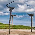 spezielle Dänische Kunst - die Bäume wachsen anders rum...