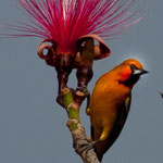 ....beide koketieren um die Wette