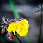 ...überall blüht es...