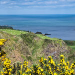 ...und überall blüht der Ginster...