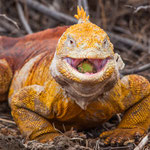 ...."it is definitely worth the risk".....