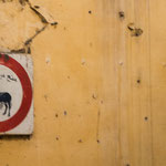 ...der Esel bracht in Fes einen Führerschein...