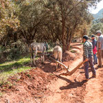 ...unter den Olivenbäumen wird noch archaisch gepflügt.