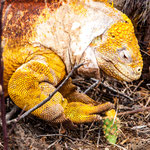 ...."this damned cactus fruits are so thorny"....