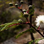 Da wir die wunderschönen Blumen nicht kennen gibt es keinen Text