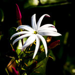 Die Pflanzen genießen die Regenzeit