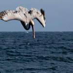 ..... stürzt sich aus 10 m Höhe ins Wasser ....