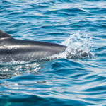 ...die uns eine extra Show boten...