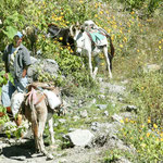 ....was die wohl hier transportieren - so still und heimlich??....