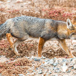 ... so getarnt dass man ihn erst im letzten Augenblick sieht.