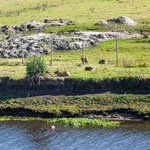 ...hier gab es Unmengen davon...