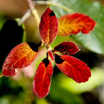 ....und voller Blumen während der Regenzeit.....