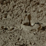 Diese Schlammtöpfe sind siedend heiß und blubbern vor sich hin.