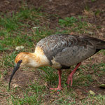 ...die meisten Vögel hier sind extrem zahm...