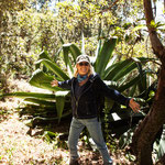 ....sowie auch unglaublich große Agaven....