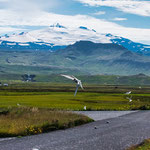 Die extrem frechen und wendigen Meerschwalben sind überall...