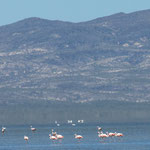 ...in weiter Ferne sahen wir Flamingos...