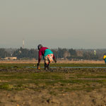 ...Frauen sammeln im Wattmeer Muscheln...