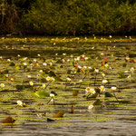 und wieder unzählige Seerosen