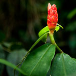 Exotische Blumen auf dem Weg
