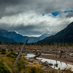 ...ein abgestorbener Wald...