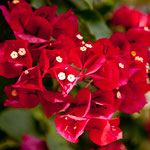 Was für eine Pracht.....