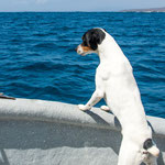 ...sogar der Wachhund war begeistert und absolut still...