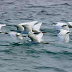 Möven sieht man hier kaum