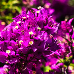 ...was für eine Pracht und das im Dezember...