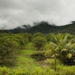 ....die "mountain pine" Berge im Nebel.....