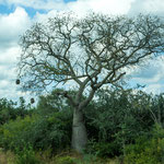 ...mit ihren "Bier"(Wasser)-Bäuchen fasziniert...