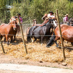 ...in diesem Rondell werden die Pferde nach gewissen Regeln getrieben...