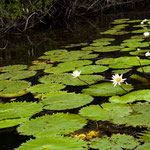 überall tolle Seerosen