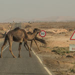 ...aufpassen auf die Geschwindigkeit, Sand und Kamele