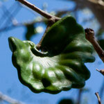 was für ein Blatt!! Leider kennen wir den Namen des Baumes nicht