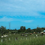 Tabasco und Campeche haben viel Viehzucht.....