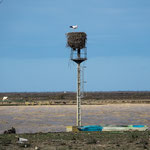 ...entlang des Rio Guadalquivir sahen wir hunderte von Störchen...