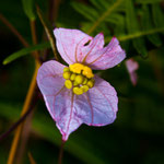 ....mit vielen Blumen.....