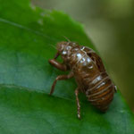 die überlauten Grillen - hier kurz vor dem weiteren "Puppen"