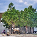 ...was für Kontraste - Maultier neben Mercedes 