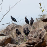 Unterwegs sahen wir viele Geier