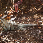 ....eine von vielen Echsen....