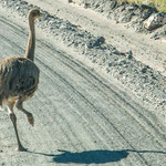 ...aber dann doch im Streit mit uns aufgegeben und ist getürmt.