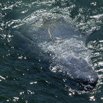 ....und er drehte sich immer wieder auf den Rücken - scheint es zu genießen....