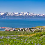 ....und den stahlblauen Atlantik-Fjord und das schöne Örtchen Husavik...