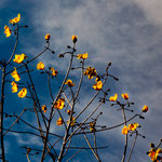 diese traumhaft blühenden Bäume sieht man hier überall